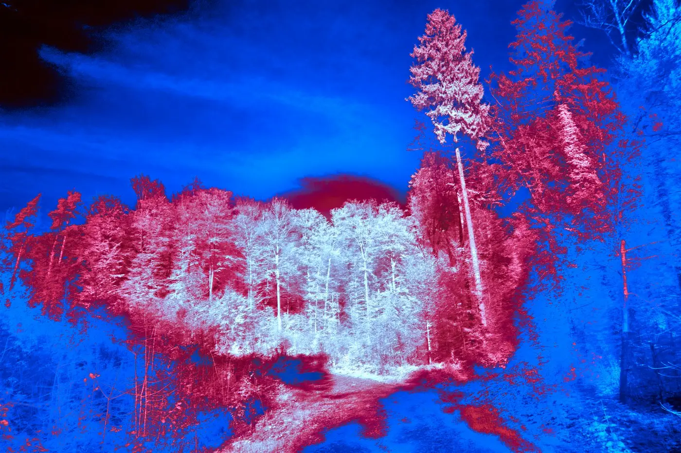 Imagen infrarroja de un bosque para análisis de vegetación en estudios ambientales